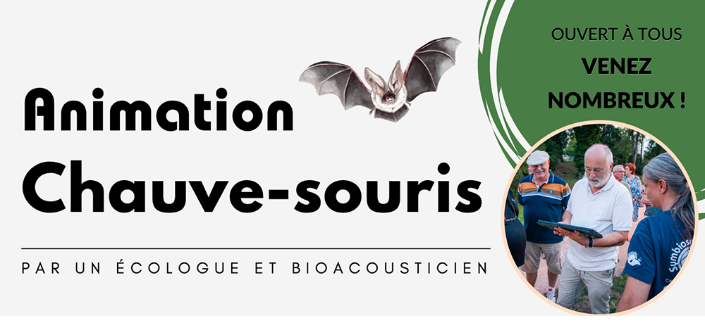 Animation chauve souris